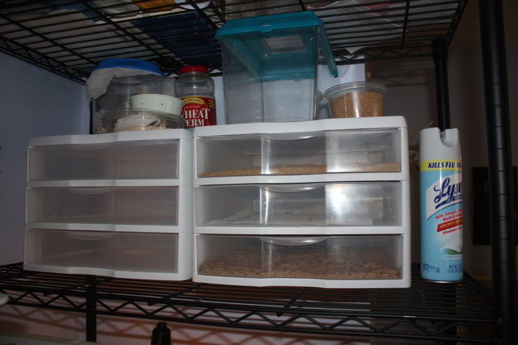 how to breed mealworms & care for them